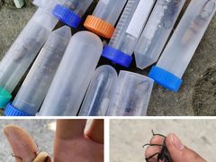 -园博园(地铁站)