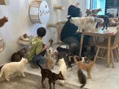 -楼上猫咖(罗湖店)
