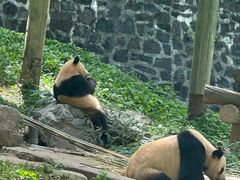 -都江堰中华大熊猫苑