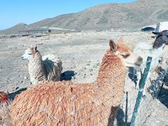 -新疆天山野生动物园