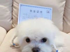 -北京京卫宠物寄养训练中心