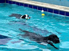 -趣玩宠物乐园寄养训犬训狗游泳池