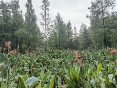 -重庆彩云湖湿地公园