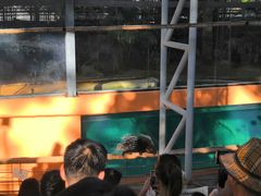 -清迈夜间动物园