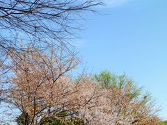 -武汉大学-樱园