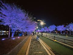 -西北湖绿化广场