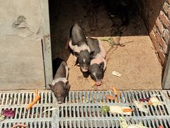 -北京鹿世界主题园