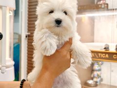 -翊宠yipet猫狗购宠庄园犬舍•猫舍