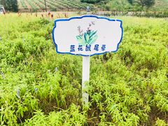 -大塘金香草谷