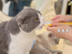 -共舞时光猫咖·狗咖(新街口店)
