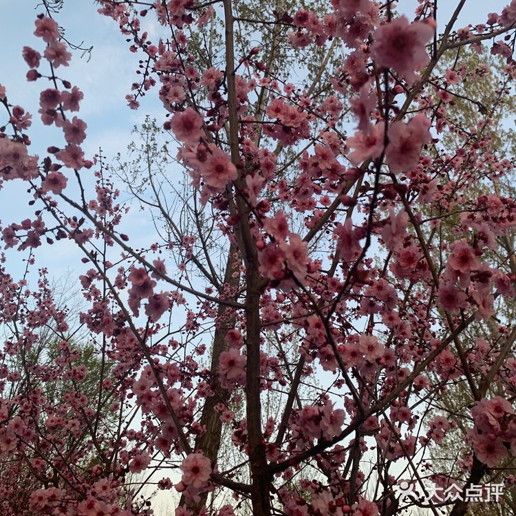 你好 春天｜东小口森林公园[亲亲]