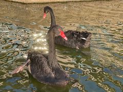 -行者书屋大堂吧 ·下午茶(南京圣和府邸酒店)