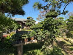 -龙大花卉苗木市场