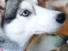 -Husky Go! 哈士奇体验馆·宠物咖啡厅狗咖