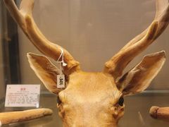 -广东中医药博物馆