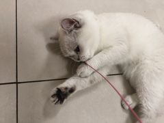 -鼓捣猫呢主题猫咖店