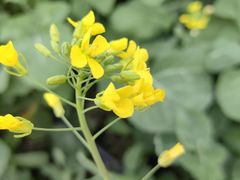 -中国天府农业博览园