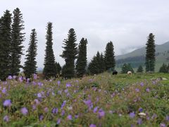 -新疆那拉提国家旅游度假区