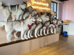 -Husky Go! 哈士奇体验馆·宠物咖啡厅狗咖