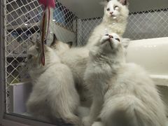 -喵的天空名猫咖啡馆·撸猫·猫舍·用品