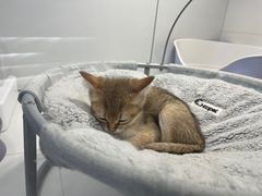 -1013 PET SHOP精品宠物商店(丁香店)