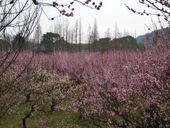 -苏州上方山国家森林公园