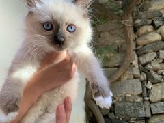 -喵屿·大理花园猫咖