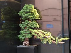 -牛很鲜潮汕牛肉火锅(朝晖路店)