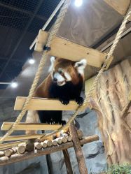 -Zoolung Zoolung动物主题公园(海信广场店)