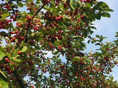 -大兴滨河森林公园