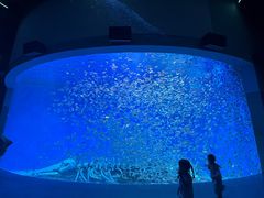 -合肥海洋世界