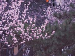 -桃花堤公园
