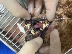 -美联众合动物医院·24h转诊中心