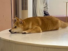 -浣熊柯尔鸭土拨鼠·电玩咖