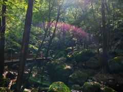 -牛背梁国家森林公园