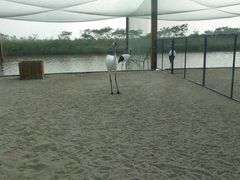 -盐城丹顶鹤湿地生态旅游区