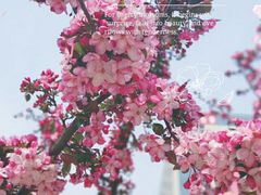 -海棠花溪(元大都城垣遗址公园)