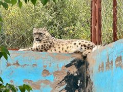 -青藏高原野生动物园