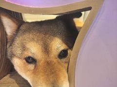 -柴务处·柴犬主题狗咖