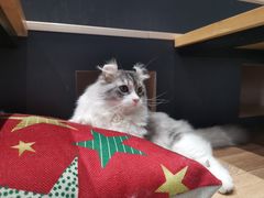 -瞄一喵猫咖(格力海岸店)