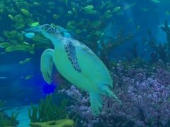 -烟台海昌鲸鲨海洋公园