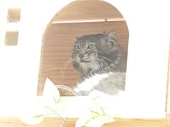 -青藏高原野生动物园