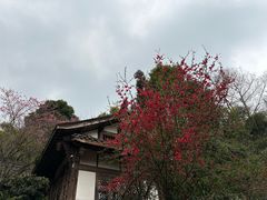 -凤栖山