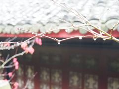 -峨眉山报国寺
