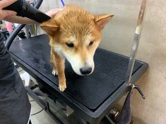 -PETKIT小佩宠物·低压洗护(国顺东路店)