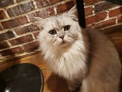 -猫友咖啡店(玉林西路店)
