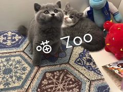 -喵zoo家庭繁育猫舍(尖东智能花园店)