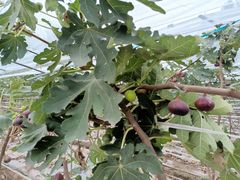 -武汉世外桃源农庄