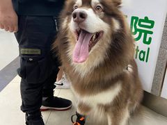 -爱侣宠医·鹦鹉专科·小型哺乳类·异宠专科(灵石路店)