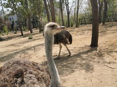 -大连森林动物园